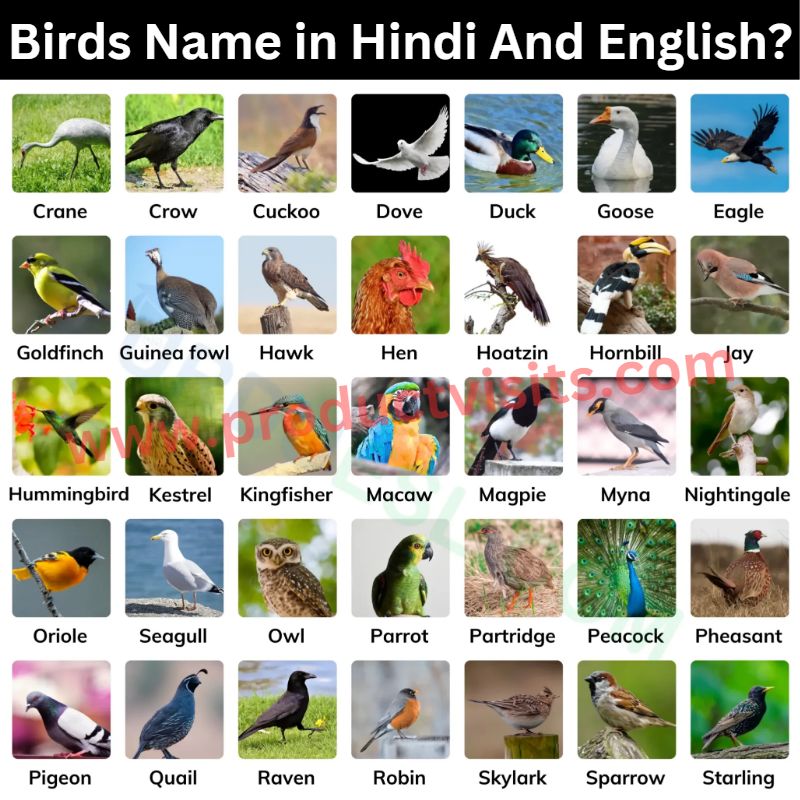 Birds Name in Hindi And English